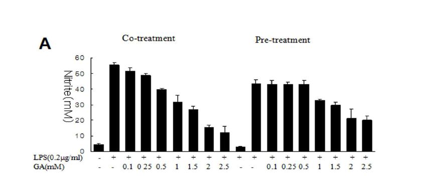 BV2 세포주에 LPS를 처리한 후, 다양한 농도의 GA를 co-treatment 또는 pre-treatment로 처리한 후 48시간 경과 후에 microglia 활성 조사