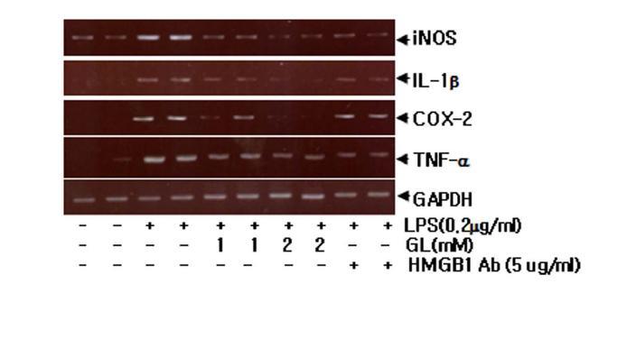 LPS를 처리한 bv2 세포주에 GA를 처리한 후 24시간 후에 4 종류의 사이토카인 발현을RT-PCR을 통하여 조사함.