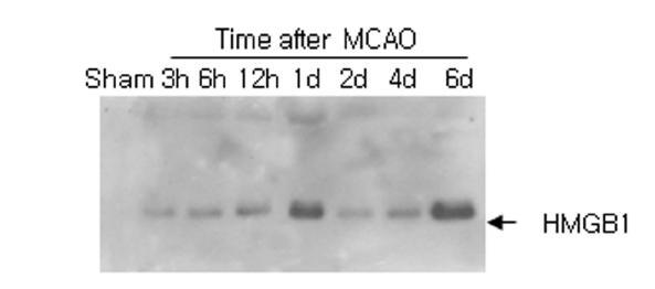 MCAO 뇌졸중 모델에서 허혈-재관류 후 시간에 따라 뇌척수액으로 흘러나온 HMGB1의 양을 immunoblot으로 조사함