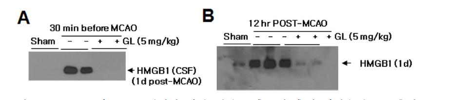 MCAO 뇌졸중 모델에서 허혈-재관류 후 1일 후에 뇌척수액으로 흘러나온 HMGB1의 양이 GA처리에 의해 줄어드는 지를 조사하기 위해 immunoblot 시행.