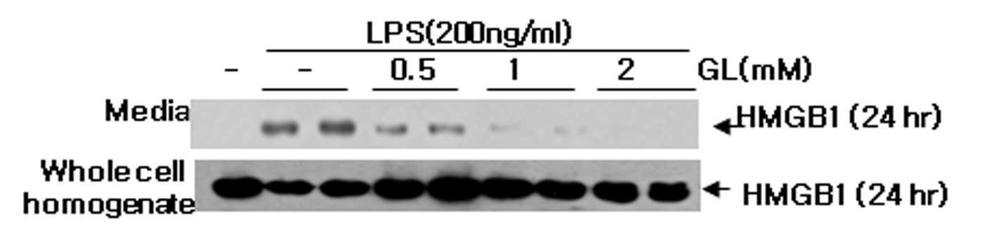 BV2 세포에 LPS를 처리한 후 (24시간 후) 배양액으로의 HMGB1 분비가 GA 처리에 의해 억제되는 지를 조사함.