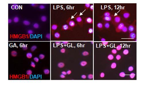 BV2 세포에 LPS를 처리한 후 6 시간, 12 시간 후 HMGB1이 핵-> 세포질로 이동하는 것을 GA 가 억제하는 지를 면역형광 염색법으로 조사.