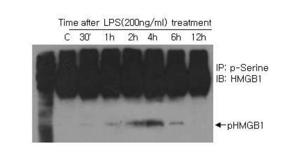 LPS를 처리한 BV2 세포주에서 시간에 따른 HMGB1 인산화 정도를 phosph-ser 항체를 사용해 조사.