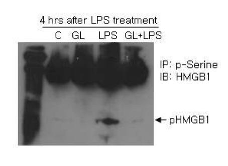 LPS를 처리한 BV2 세포주에 2 mM GA를 처리한 후, 4시간 후의HMGB1 인산화 정도를 조사함.