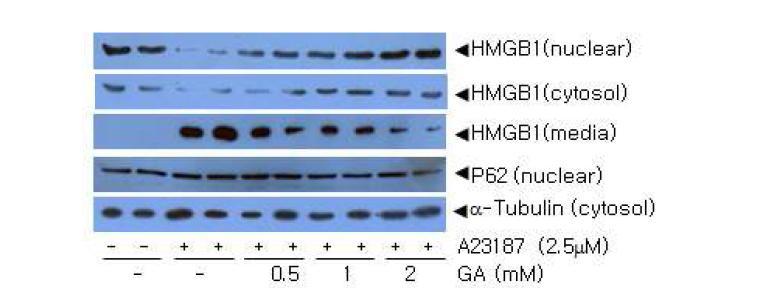 2.5 uM의 CA++ ionophore인 A23187를 BV2 세포주에 처리한 후 HMGB1의 분비를 조사하고, 이 때 다양한 농도의 GA를 처리하여 분비가 억제되는 지 조사.