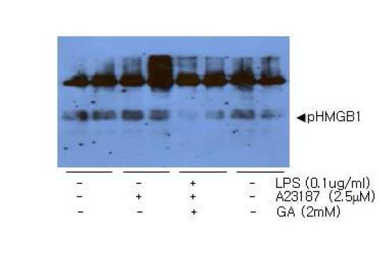 BV2 세포주에 2.5 uM의 CA++ ionophore인 A23187를 처리한 후,GA를 처리하여 HMGB1의 인산화 조사