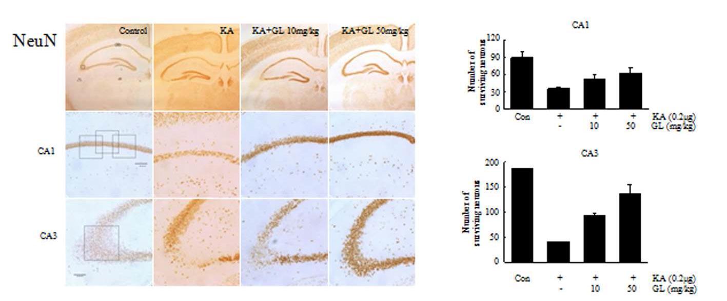 KA 투여 후, 2일 후에 NeuN 면역조직화학 염색법을 통하여, 신경세포 손상을 조사하였음. GA는 10 또는 50 mg/kg를 복강에 투여하였음.