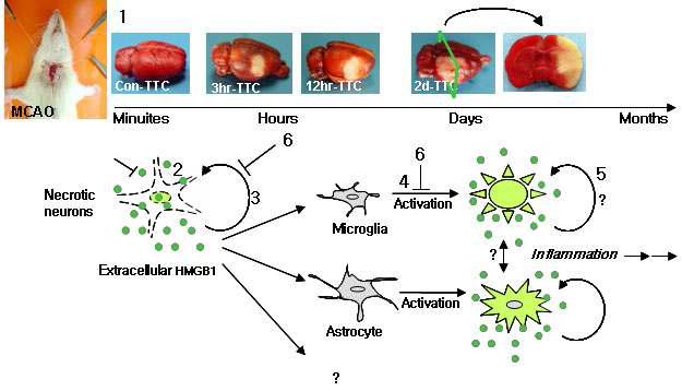 뇌졸중에서의 세포별 HMGB1 여갈에 과난 연관 흐름도
