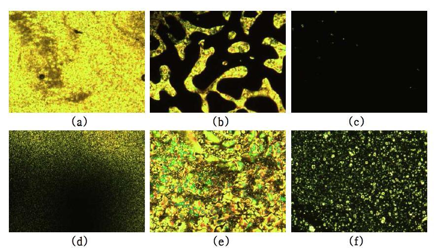 Cross-polarized optical micrographs of polymer 13-1, magnification of ×100