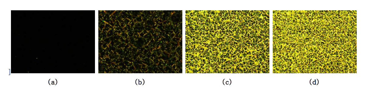 Cross-polarized optical micrographs of polymer 13-2, magnification of ×100