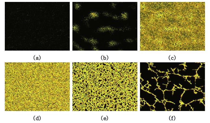 Cross-polarized optical micrographs of polymer 13-3, magnification of ×100