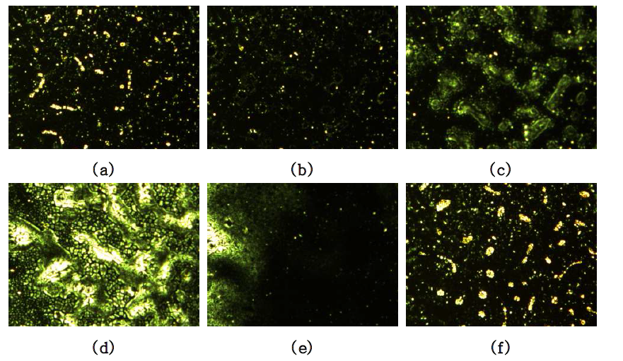 Cross-polarized optical micrographs of polymer 13-5, magnification of ×100