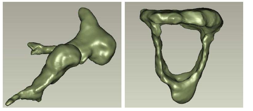 Surface models of the ossicles