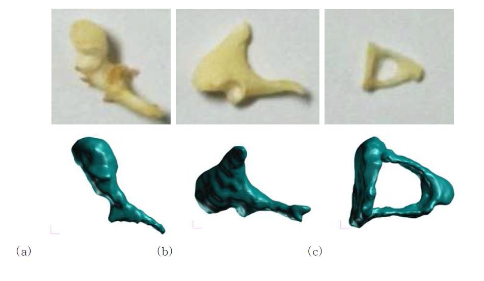 3D solid models of the ossicles compared with real