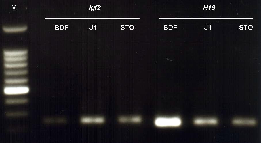 BDF: 단위발생 배아줄기세포; J1: 수정란 유래 배아줄기세포, STO: 불멸화 섬유모세포 (영양세포).