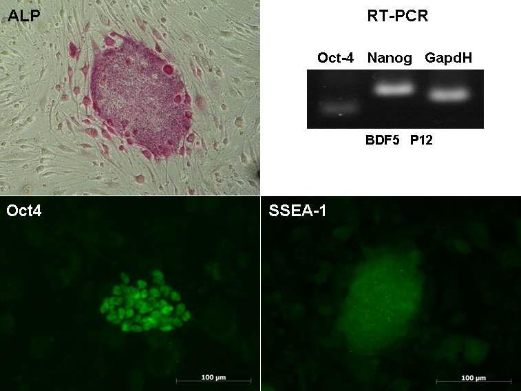 단위발생 유래 배아줄기세포의 전능성 확인