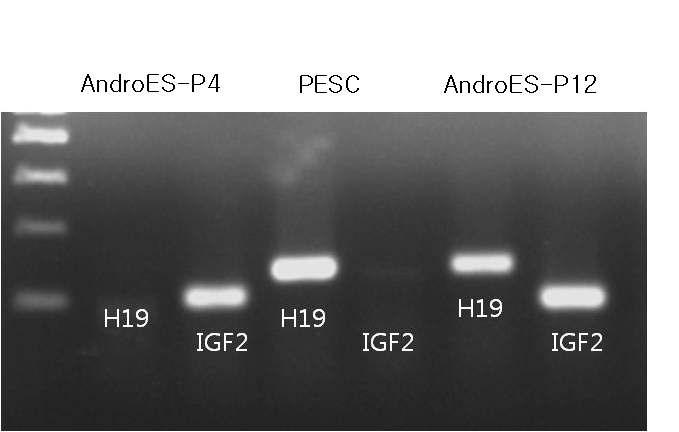 동정생식 배아줄기세포 (AndroES)에서의 각인유전자발현양상. PESC: 단위발생 배아줄기세포, P4: passage 4, P12: passage 12.