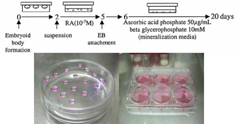 Embryoid body (EB)로부터 골형성세포로의 분화유도 모식도 (상). EB 형성을 위한 hanging-drop 배양 (좌하) 및 뼈세포분화를 위한 mineralization 배양법 (우하)