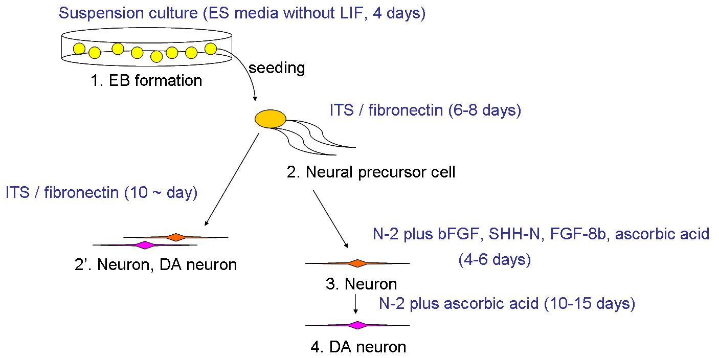 Embryoid body로부터 신경세포로의 분화유도 모식도