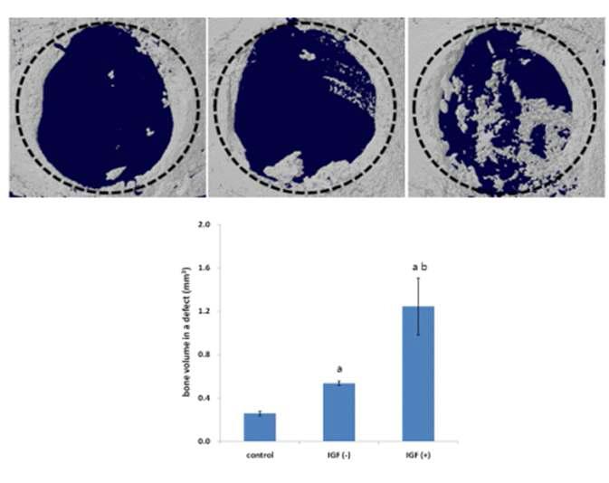 두개결손 마우스를 이용한 단위발생 배아줄기세포 유래 조골세포의 뼈 재생능 확인 (상) 및 조골세포 분화유도 시 사용된 배양액 내의 IGF-2 유무에 따른 골형성능 차이 분석 (하).