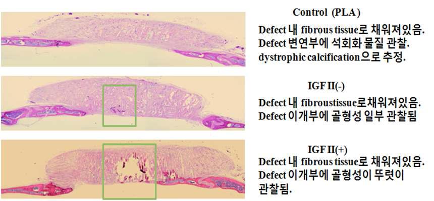 IGF-2 첨가 실험의 각각의 실험그룹에 따른 골 재생 부분의 H&E 염색 결과.