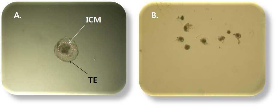 30G needle을 이용한 소 체외수정란에서의 ICM 분리. A. ICM: 내부세포괴, TE: 영양세포층, B. needle을 이용하여 분리된 ICM의 모습.