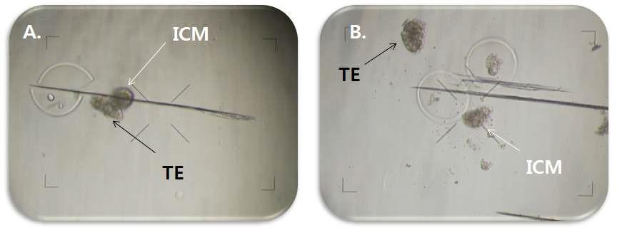 미세 blade를 이용한 소 체외수정란의 내부세포괴 (ICM) 분리. A: 이등분할을 통해 ICM 영역을 분리하는 모습. B. 분리된 ICM 및 영양세포층 (TE).