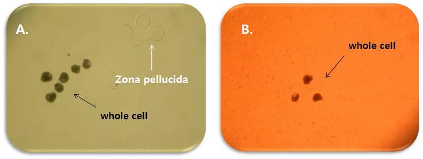 Mouth pipette를 이용한 소 단위발생란에서의 투명대 제거 (A) 및 whole seeding (B).