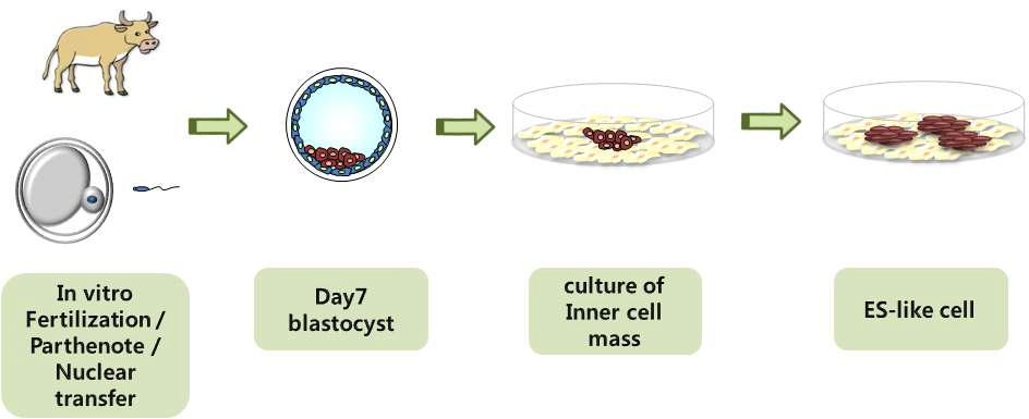 소 체외수정, 단위발생 및 핵이식 유래 배아줄기세포 생산 모식도.