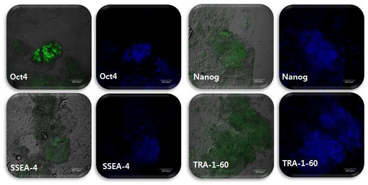 면역염색기법을 통한 전능성 표지인자 발현분석. 소 배아줄기세포에서 전능성관련 표지인자 Oct4와 Nanog 및 배아줄기세포관련 표지인자 SSEA-4와 TRA-1-60 발현.