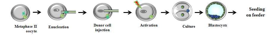 일반적인 마우스 체세포 핵이식 모식도