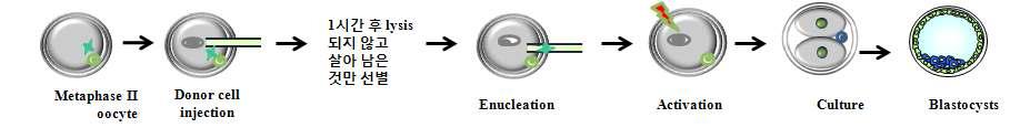 마우스에서 공여핵 주입 후 탈핵에 의한 핵이식