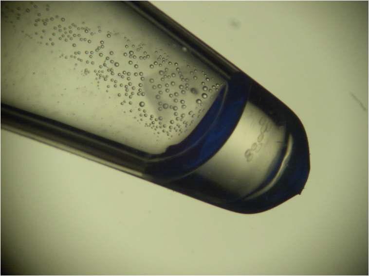 Microtube 내에서 배양되고 있는 마우스 배반포