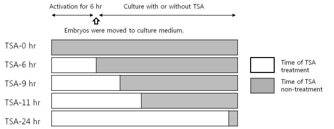 마우스 핵이식란 활성화 및 배양 시 처리한 TSA 첨가 실험 개요도