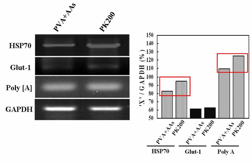 핵이식란의 체외배양 시 첨가한 kinetin이 HSP70, Glucose transporter-1 및 poly [A] polymerase유전자발현에 미치는 영향. HSP70 및 poly [A] 발현 증가.