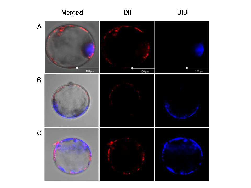 돼지 2세포기 배아의 할구에 각각 DiI (red), DiD (blue)를 주입한 후 발달된 배반포에서의 분포 양상.