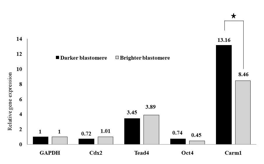 Relative gene expression patterns of darker and brighter blastomeres of the 2-cell porcine parthenote. The gene expression of the brighter (less lipid content) and darker (more lipid content) blastomeres of 2-cell parthenotes are analyzed by real time PCR and ΔΔ CT method. Relative expression was calculated as a ratio to the value of GAPDH, and shown as the mean ±S.D. (n=3). 