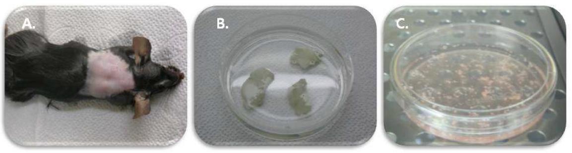 마우스 등쪽 피부로부터 단일세포를 분리하는 과정
