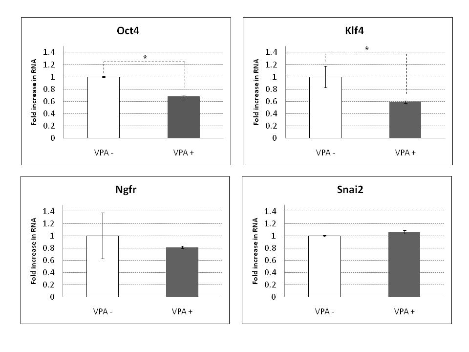 마우스 피부전구세포에 VPA 처리 후 유전적 변화 분석. 줄기세포의 전능성 관련 유전자 (Oct4와 Klf4)와 신경능세포와 관련된 유전자 (Snai2과 Ngfr)를 정량 PCR을 통해 분석. VPA를 처리하지 않은 피부전구세포를 대조군으로 하여 측정(VPA를 처리하지 않는 그룹=1). *P < 0.05. P values: Oct4 = 0.003, Klf4 = 0.049, Ngfr = 0.3, Snai2 = 0.37.