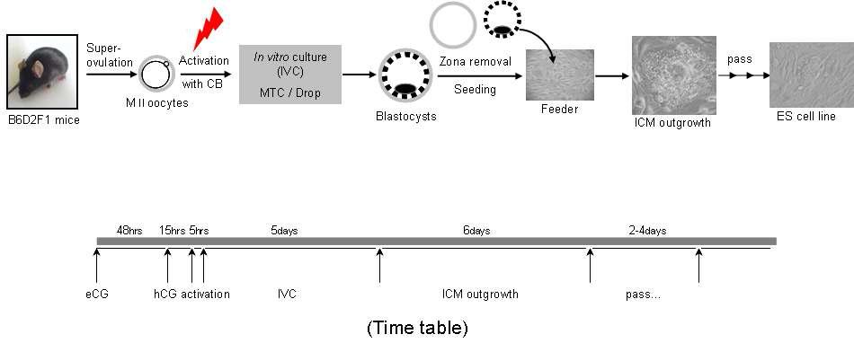 마우스 단위발생 배아줄기세포 수립개요
