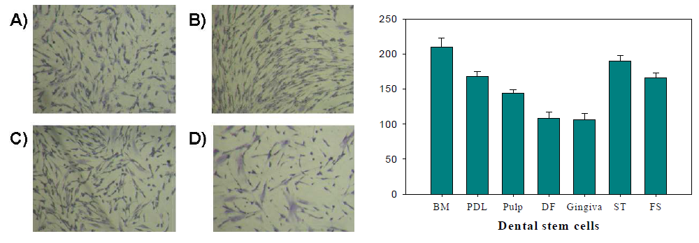 분리한 치아줄기세포의 콜로니 형성능 평가