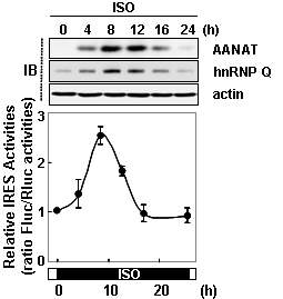 쥐의 송과선세포에서 밤조건에 따른 AANAT 단백질과 결합단백질의 발현양상과 IRES 활성도