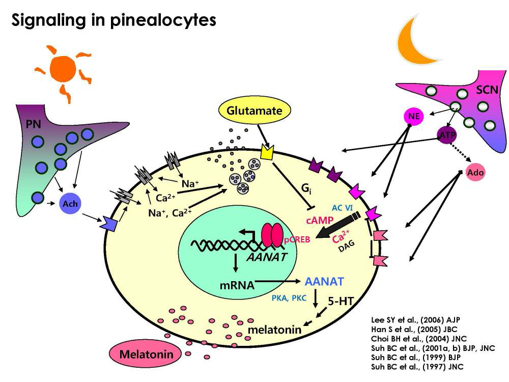 송과선세포에서 밤낮에 따른 멜라토닌 분비조절 신호체계도