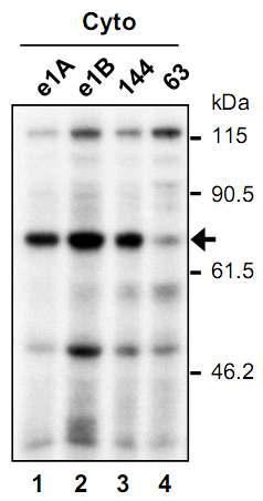 mPer1 5'UTR의 IRES activity에 중요한 trans-acting factor를 찾기 위해 in vitro binding /UV corss-linking assay 실시. 약 68kD size의 protein이 63 deletion construct에 binding을 잘 하지 못하는 것으로 나옴.