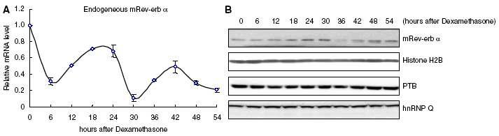 A. NIH3T3 세포 내에서의 Rev-erb α mRNA 일주기 리듬 변화 양상. B. NIH3T3 세포 내에서의 REV-ERB α 단백질 일주기 리듬 변화 양상.