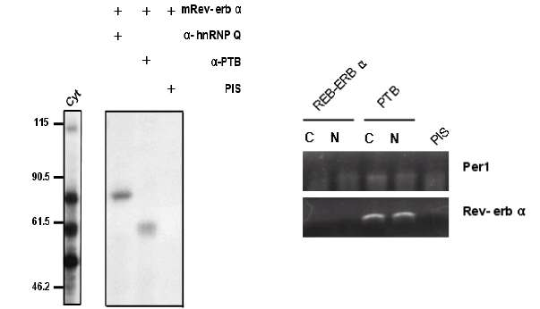A. 세포질에서 Rev-erb α mRNA와 결합하는 단백질이 PTB와 hnRNP Q임을 확인. B. 실제 세포 내에서도 PTB와 Rev-erb α mRNA가 결합하고 있음을 재확인.