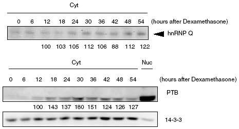 hnRNP Q는 Rev-erb α mRNA에 특정 시각에 강하게 결합하고, PTB는 특정 시각에 세포질에서의 단백질 양이 증가함을 확인.