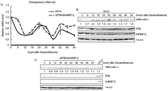 PTB와 hnRNP Q 발현이 억제될 경우, Rev-erb α mRNA 리듬은 큰 차이가 없으나, 단백질 리듬이 사라짐을 확인.