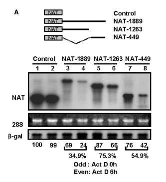 각각의 NAT reporter constructs에 actinomycin D를 처리후 6시간 후의 mRNA 양을 측정한 결과