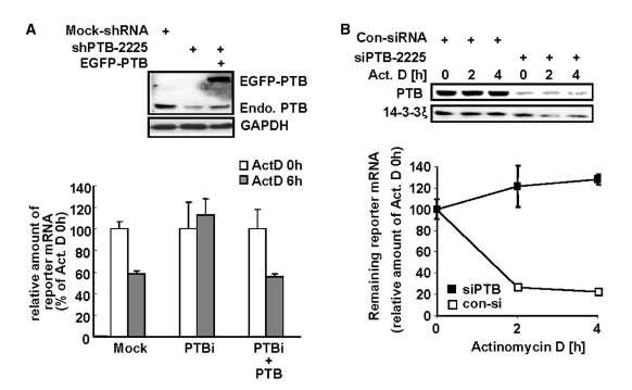 A. PTB 에 대한 shRNA를 사용해 발현을 억제시켰을 때와 그 상태에서 PTB를 rescue 했을 때의 mRNA kinetics 비교 B. siRNA를 사용해서 kinetics 비교